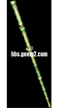 复古武器绿竹道棍一把带外观